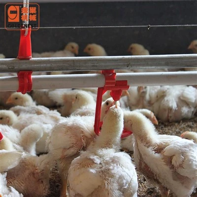 Línia d'aigua potable de mugrons d'aus de corral totalment automàtica Sistema de subministrament d'aigua d'acer inoxidable anti-fuites per a gallines de pollastre
