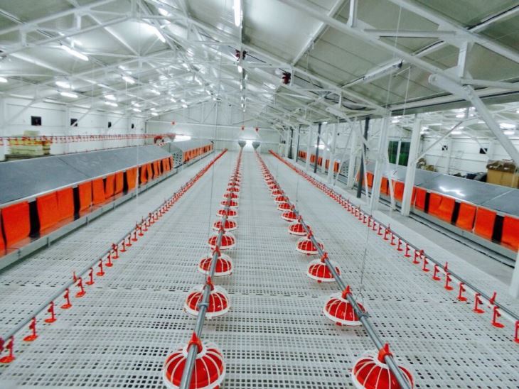 Línia automàtica d'alimentació i beure per a gallines i aus de corral