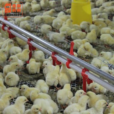 Línia de beure automàtica per a criadors de pollastre d'aus de corral